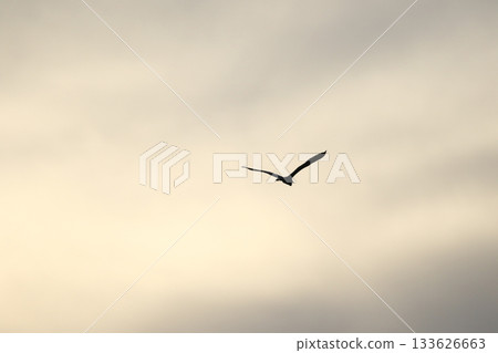 Grey heron silhouette flying against bright blue sky with spread wings 133626663