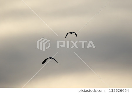 Grey heron silhouette flying against bright blue sky with spread wings Grey heron silhouette flying against bright blue sky with spread wings 133626664