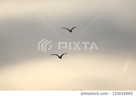 Grey heron silhouette flying against bright blue sky with spread wings Grey heron silhouette flying against bright blue sky with spread wings 133626665