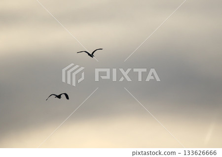 Grey heron silhouette flying against bright blue sky with spread wings 133626666