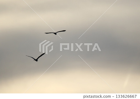 grey heron perched on dry tree branches against clear blue sky 133626667