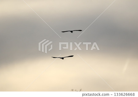 Grey heron silhouette flying against bright blue sky with spread wings 133626668