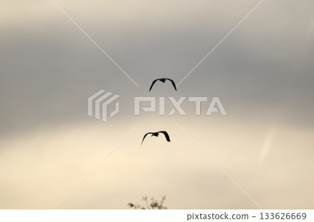 Grey heron silhouette flying against bright blue sky with spread wings 133626669