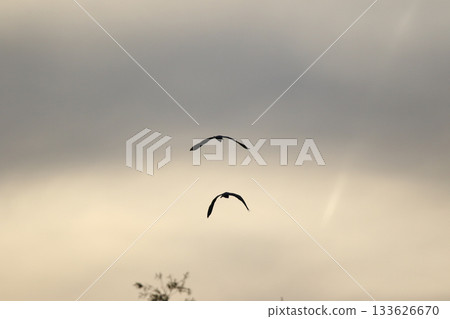 Grey heron silhouette flying against bright blue sky with spread wings Grey heron silhouette flying against bright blue sky with spread wings 133626670