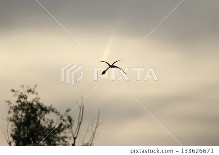 Grey heron silhouette flying against bright blue sky with spread wings Grey heron silhouette flying against bright blue sky with spread wings 133626671