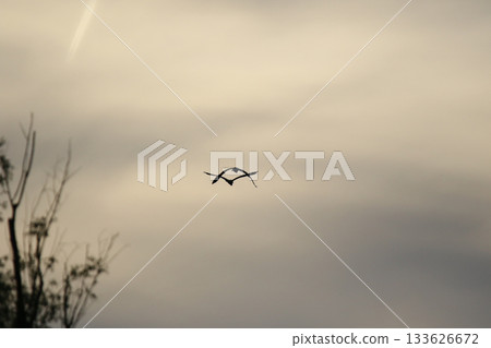 Grey heron silhouette flying against bright blue sky with spread wings 133626672