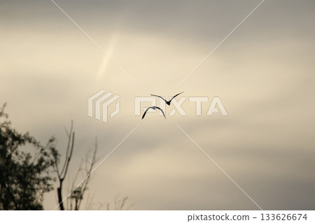 Grey heron silhouette flying against bright blue sky with spread wings 133626674