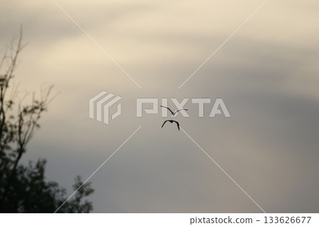 Grey heron silhouette flying against bright blue sky with spread wings Grey heron silhouette flying against bright blue sky with spread wings 133626677