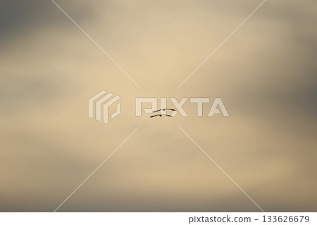Grey heron silhouette flying against bright blue sky with spread wings 133626679