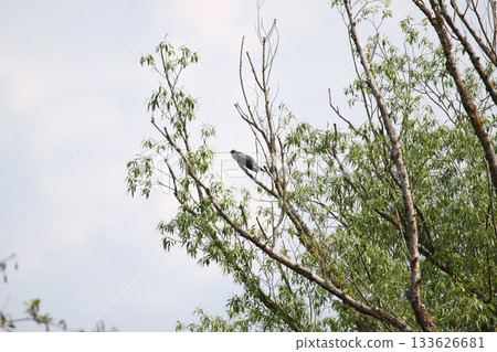 Common Cuckoo Perched High on Tree Branch in Natural Woodland Setting 133626681