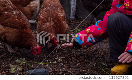 Child hand-feeding brown chickens grain in a rustic farmyard, close-up of gentle interaction and rural childhood connection with animals, simple sustainable country life. Child hand-feeding brown chickens grain in a rustic farmyard, close-up of gentle interaction and rural childhood connection with animals, simple sustainable country life. 133627201