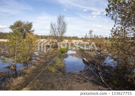 Exploring the wetlands of Leersumse Veld nature reserve in the Netherlands under a clear blue sky 133627755
