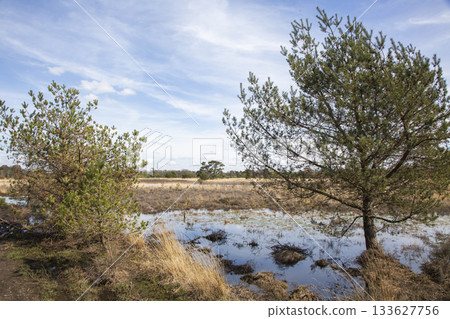 Scenic view of Leersumse Veld nature reserve showcasing wetland and trees on a sunny day in the Netherlands 133627756