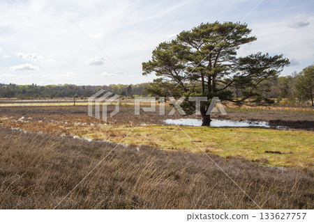 Exploring the unique landscape of Leersumse Veld nature reserve in the Netherlands during a sunny afternoon 133627757