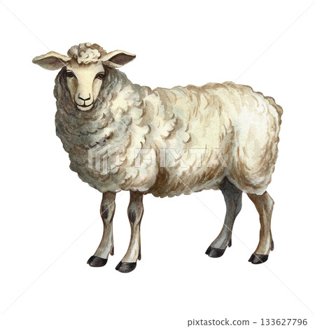 A sheep standing in profile. Hand-drawn watercolor illustration. Perfect for livestock farms or agricultural projects. Also suitable for labels, packaging, banners, and more. 133627796