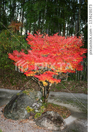 A Japanese-style landscape of vividly autumnal garden trees and bamboo groves | Enkianthus campanulatus, autumn leaves, bamboo grove, stones 133628073