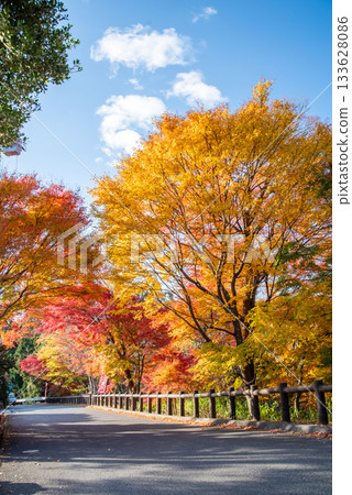 Autumn leaves at Mizusawa Momiji Valley (Yokkaichi City, Mie Prefecture) 133628086