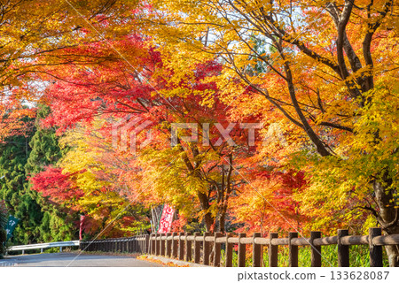 水澤紅葉溪谷的紅葉(三重縣四日市市) 水澤紅葉溪谷的紅葉(三重縣四日市市) 133628087