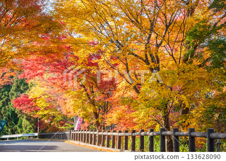 Autumn leaves at Mizusawa Momiji Valley (Yokkaichi City, Mie Prefecture) 133628090