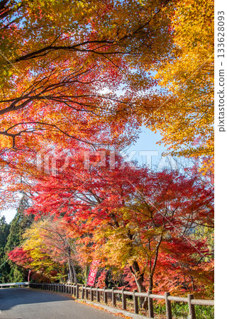 Autumn leaves at Mizusawa Momiji Valley (Yokkaichi City, Mie Prefecture) 133628093