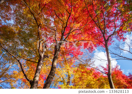 水澤紅葉溪谷的紅葉(三重縣四日市市) 水澤紅葉溪谷的紅葉(三重縣四日市市) 133628113