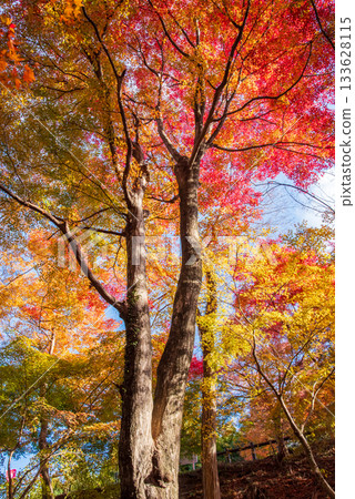 Autumn leaves at Mizusawa Momiji Valley (Yokkaichi City, Mie Prefecture) 133628115