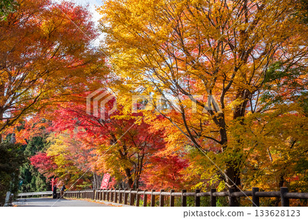 水澤紅葉溪谷的紅葉(三重縣四日市市) 水澤紅葉溪谷的紅葉(三重縣四日市市) 133628123
