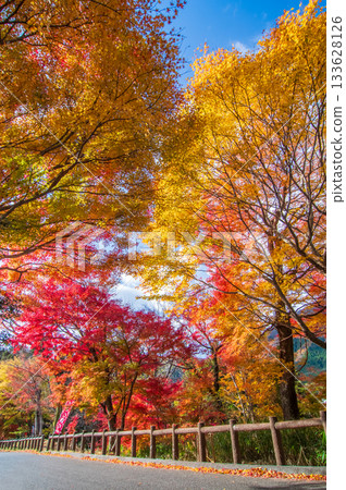 Autumn leaves at Mizusawa Momiji Valley (Yokkaichi City, Mie Prefecture) 133628126