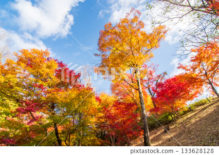 水澤紅葉溪谷的紅葉（三重縣四日市市） 133628128