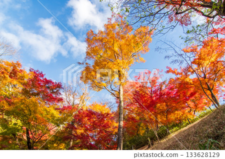 水澤紅葉溪谷的紅葉（三重縣四日市市） 133628129