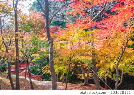 水澤紅葉溪谷的紅葉（三重縣四日市市） 133628131