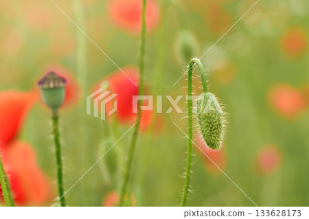 Green closed wild poppy bud growing in field of unripe wheat, closeup shallow depth of field soft photo 133628173
