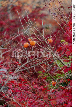 Scenery of Jakko-in temple grounds in autumn 133628305