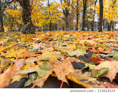 Autumn leaves blanket the ground in a vibrant park scene Autumn leaves blanket the ground in a vibrant park scene 133628524