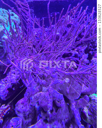 Colorful underwater scene featuring vibrant coral reef in a marine aquarium 133628527