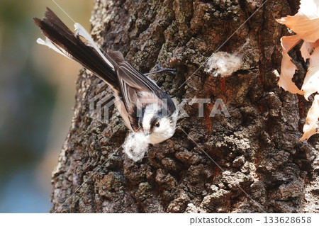 Long-tailed tit collecting nesting material Long-tailed tit collecting nesting material 133628658