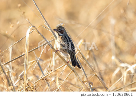 A Common Reed Bunting flies into farmland A Common Reed Bunting flies into farmland 133628661