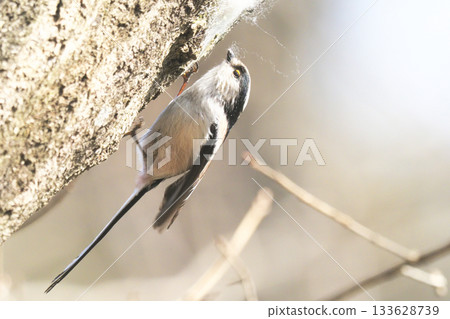 長尾山雀收集築巢材料 133628739