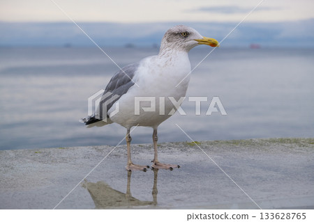 European herring gull (Larus argentatus) standing on a wet concrete surface by the sea. 133628765