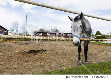 Grey horse tranquil scene, Horse leaning over fence calmly, Serene grey equine near rustic farmhouse, Quiet rural setting featuring grey horse by wooden fence and cloudy sky 133628824