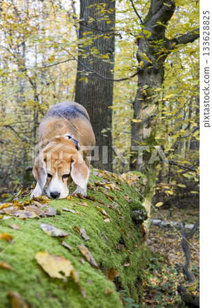 Tricolor hound investigates forest floor, Beagle examines mosscovered log amidst fallen leaves, Relaxed tricolor hound tracks scents on moist woodland ground with golden foliage 133628825