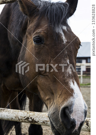 Horse in winter, Closeup of brown horse with snowy muzzle and peaceful demeanor, Serene rural setting showcasing snowdusted horse against rustic farm structures and icy breath Horse in winter, Closeup of brown horse with snowy muzzle and peaceful demeanor, Serene rural setting showcasing snowdusted horse against rustic farm structures and icy breath 133628828