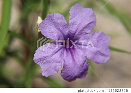 Willow Bar Irasou 133628836