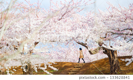 五棱郭公園的櫻花 133628841