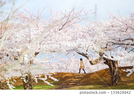 Cherry blossoms at Goryokaku Park Cherry blossoms at Goryokaku Park 133628842