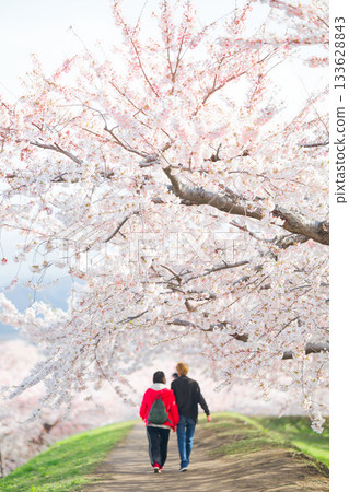 五棱郭公園的櫻花 133628843