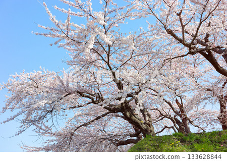 五棱郭公園的櫻花 133628844
