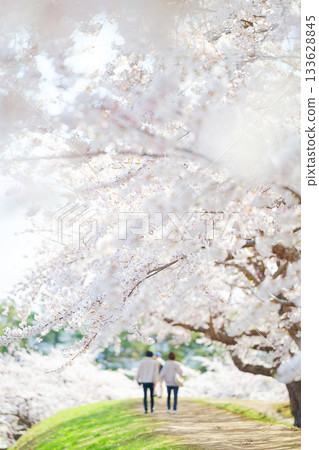 五棱郭公園的櫻花 133628845