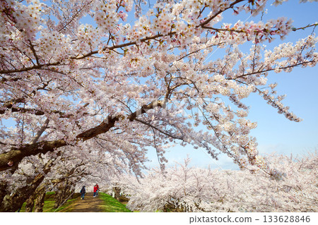 五棱郭公園的櫻花 133628846