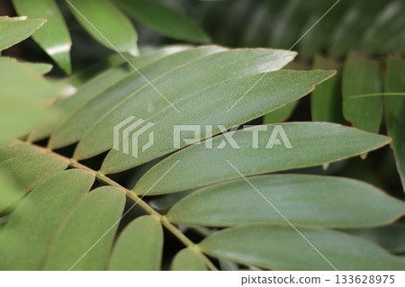 Beautiful plant close up photography 133628975